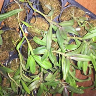 Dã hạc Đaklay ( combo 3 cốc)