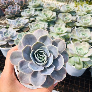 Sen đá LOLA (new) sz trung 10cm