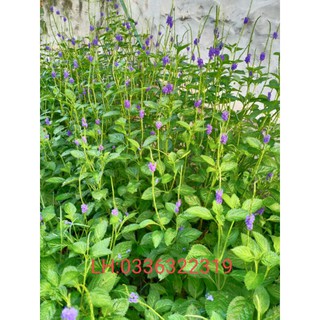 1kg Cây Đuôi Chuột Khô(mạch lạc)