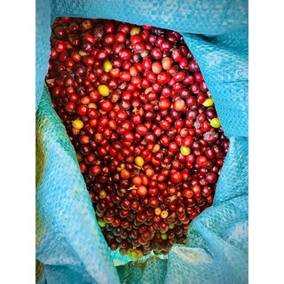 Cà phê trộn Robusta và Arabica (Bột và Hạt) -  Túi 500gr