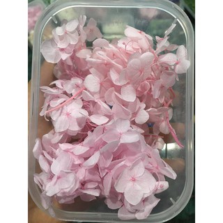 Hoa khô đủ màu chụp ảnh
