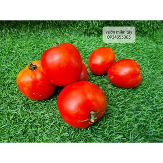 Cà Chua Đà Lạt - 500g, 1kg