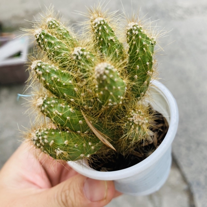 XƯƠNG RỒNG VẠN LÝ GAI VÀNG