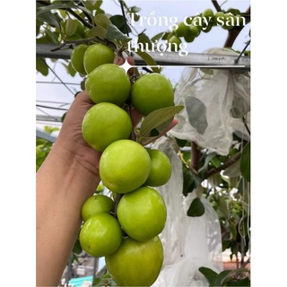 Táo xanh Thái ( siêu trái)