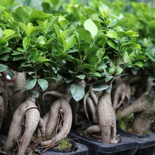 Cây Bonsai mini Sâm Nhung - Cây Si