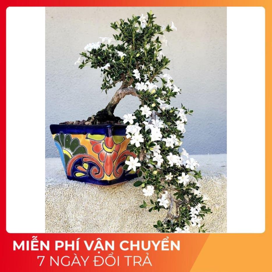 Cây bạch tuyết mai giống (ảnh thật số 2) -Tặng Kèm Phân Bón