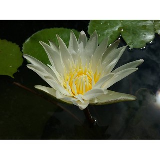 Cây hoa súng Thái Lan - Trắng Tinh Khôi  Josephin Đ-06