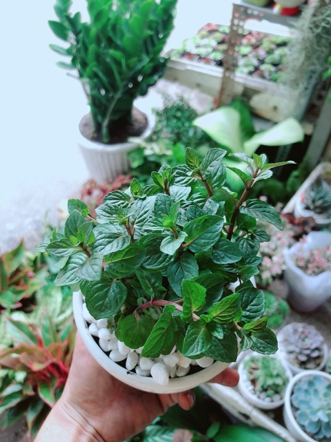 Chậu Bạc Hà Doutblemint