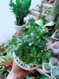 Chậu Bạc Hà Doutblemint