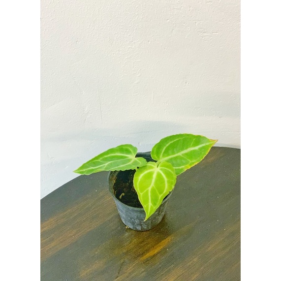 |RẺ NHẤT SÀN| - Anthurium crystallinum - cây con, giao cây như clip