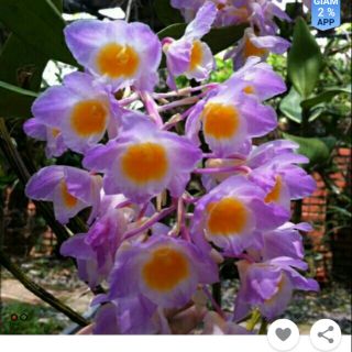 Kiều tím miền trung