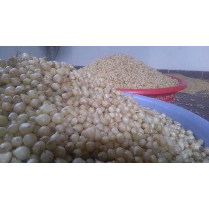 Hành tăm, củ nén nghệ an 1kg loại già