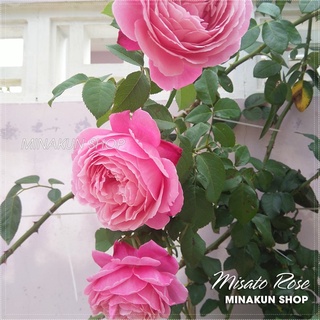 Hoa hồng ngoại Misato (Leo) đẹp quyến rũ - MinaKun Shop