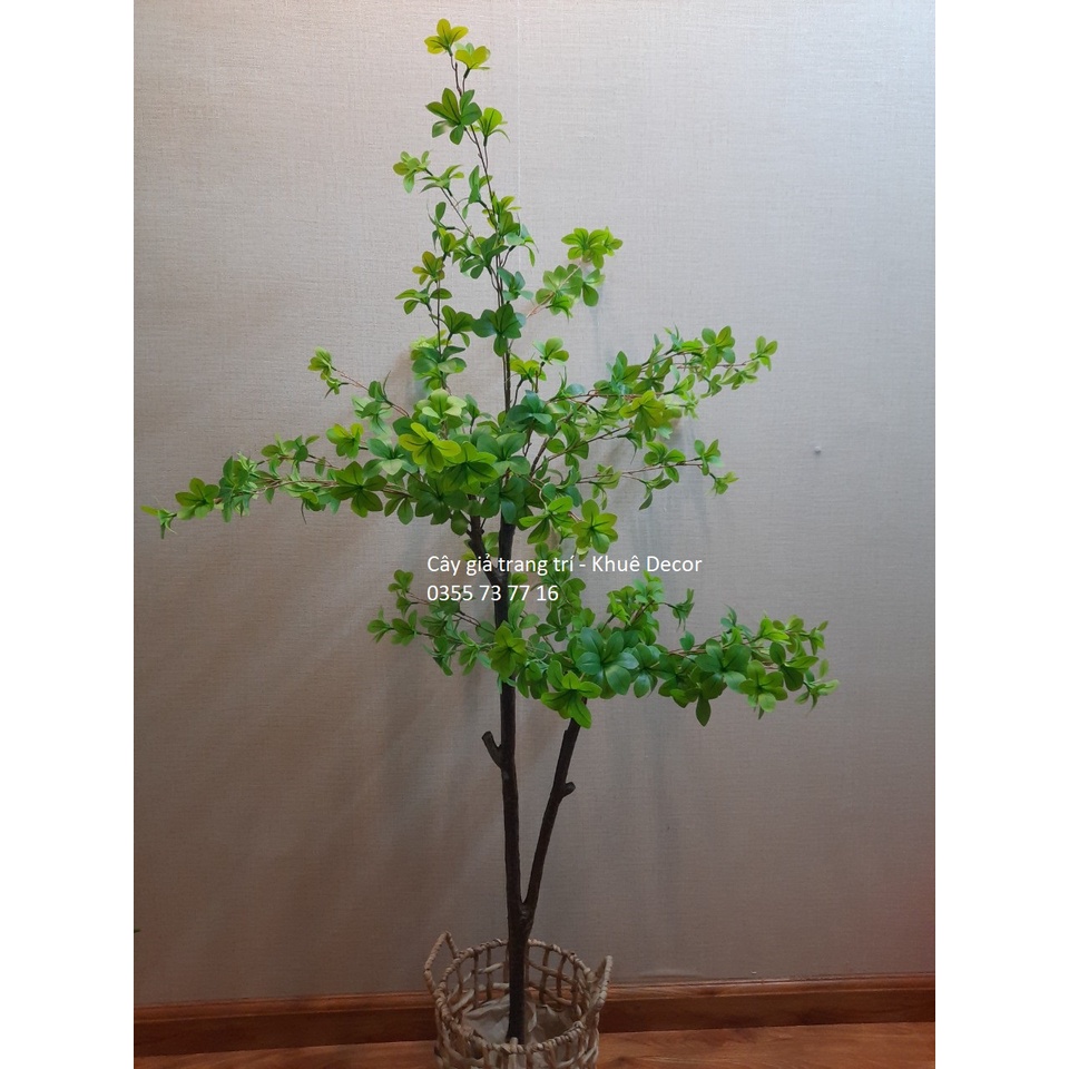 Cây Thạch Nam Giả 1m5 - 2 tán - Đẹp xuất sắc