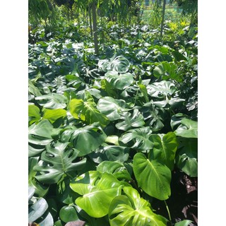 Trầu Bà Lá Xẻ loại lớn ( cây thật )
