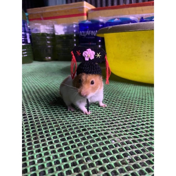 Nón mũ hamster cách cách