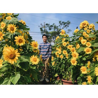 300 hạt hướng dương siêu bông