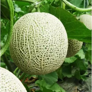 Hạt giống Dưa Lưới F1 - 1gr