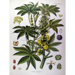 Hạt cây Thầu Dầu 10 hạt (Cây mọc tự nhiên)