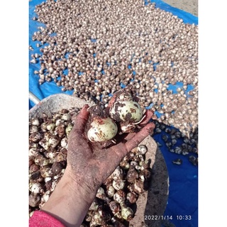 CỦ LAN HUỆ CAM DẠI - 1 Củ