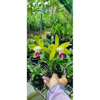 HOA LAN CATT XANH LƯỠI TÍM