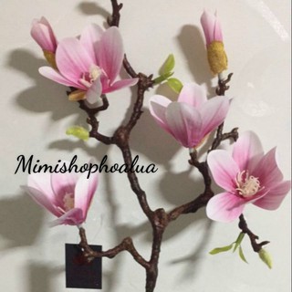 Mộc lan cao su. Hàng chất lượng cao!
