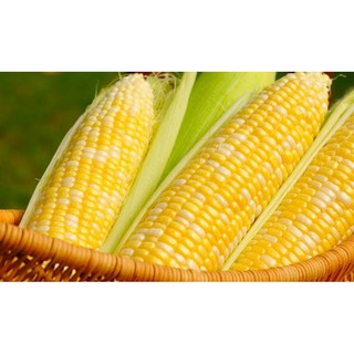 Hạt Giống Bắp Mỹ - 10gram