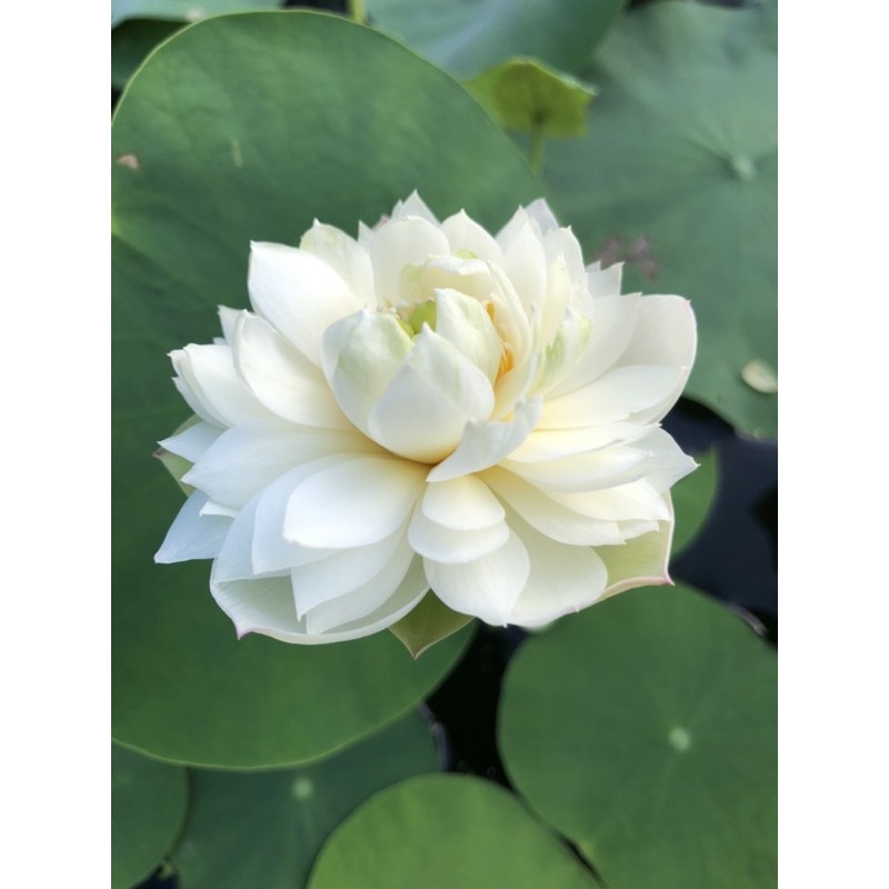 Củ sen mini Taihu Deep love