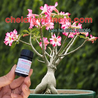 T-ROOT 100% (Kích rễ cành giâm, trồng lại Hoa hồng, hoa đào, hoa mai, quất cảnh, cây cảnh...) lọ 15ml