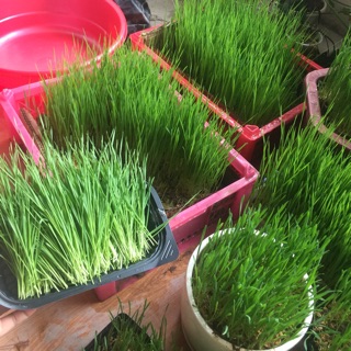 Hạt giống cỏ lúa mỳ