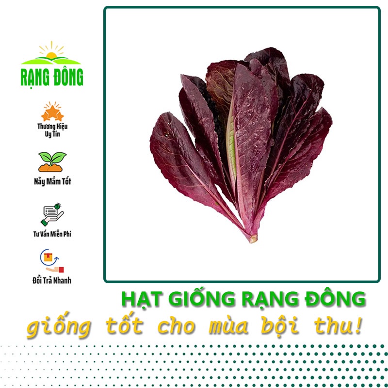 Hạt giống Xà Lách Romaine Tím dễ trồng, giàu dinh dưỡng, sinh trưởng khỏe (gói 2 gr) - Hạt giống Rạng Đông