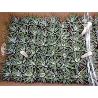 cây móng rồng