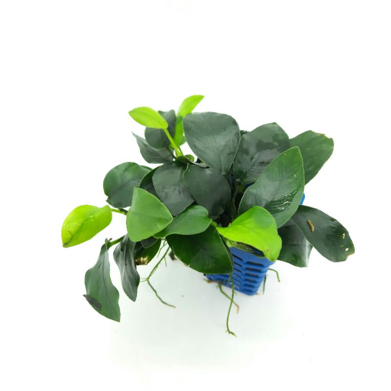 Ráy lá thường - trầu bà nhỏ - ráy lá xanh - cây thủy sinh dễ trồng