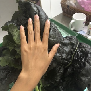 [Hạt giống Mỹ] - Cải Kale Tím