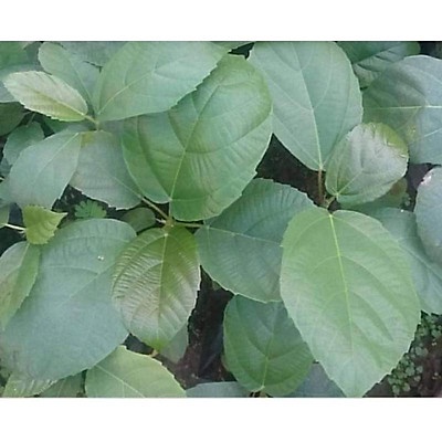 COMBO 2 Cây Vả mật Huế .
