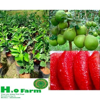 Cây bưởi ruby Thái - Giống Cây Mới Tiên TIến