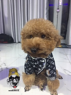 Pijama lụa LV dành cho chó mèo [QUẦN ÁO THÚ CƯNG]