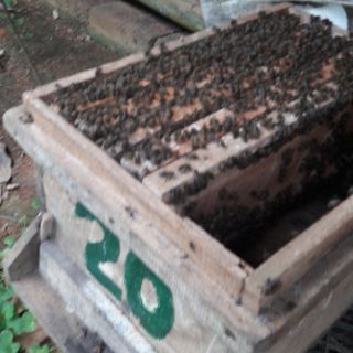 Mật ong hoa rừng phú thọ