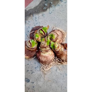 Củ hoa lan huệ ngoại Hà Lan Bright Nymph