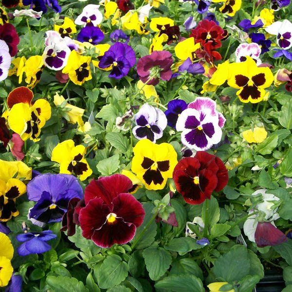 Hạt Giống Hoa Păng Xê Pansy Mix Màu - SL: 20 HẠT