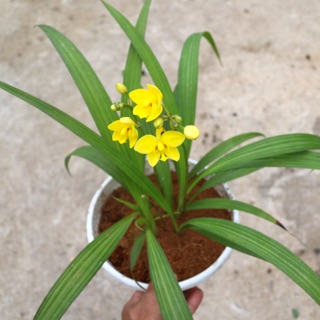 Địa Lan hoa vàng trồng nơi có ít nắng