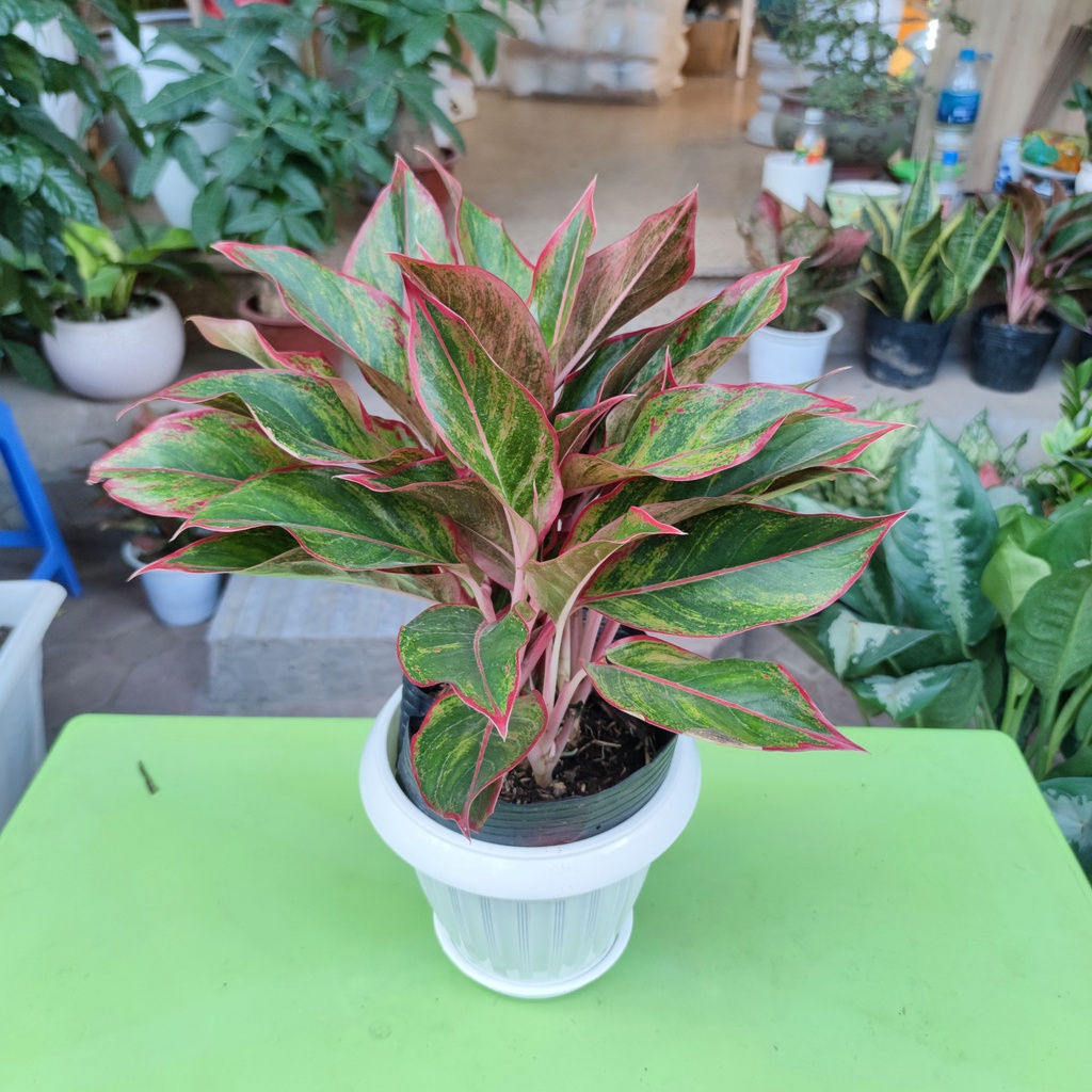 Cây phú quý phong thủy cao 30cm lá sum suê dễ chăm sóc cây trang trí nội thất ban công