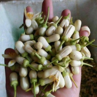 Tinh dầu hoa bưởi