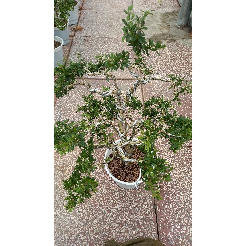 Cây Linh sam bonsai