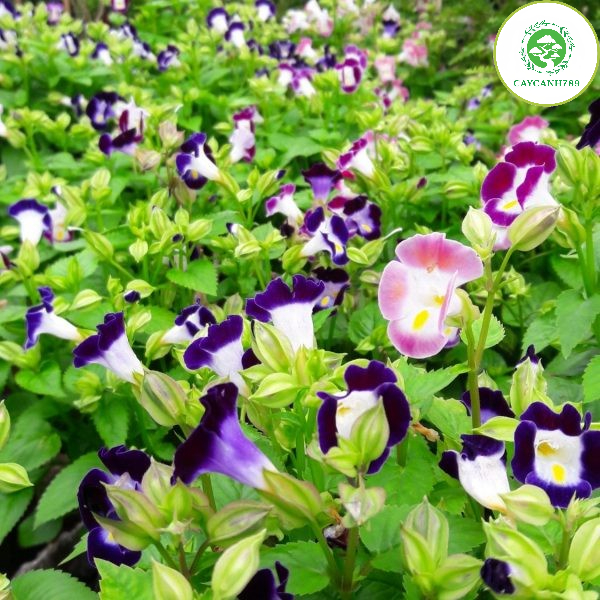 Cây hoa Phăng Xê - hoa bươm, tử la lan, hoa pensee, hoa pansy, hoa panse