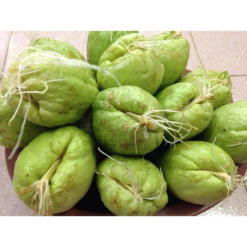 Quả susu giống - cây su su
