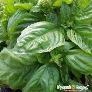 Hạt giống basil(húng tây)