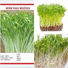 (Gói 100 hạt) Hạt giống mầm rau muốngdễ trồng kháng bệnh tốt năng suất cao-Tổng kho hạt giống giá rẻ