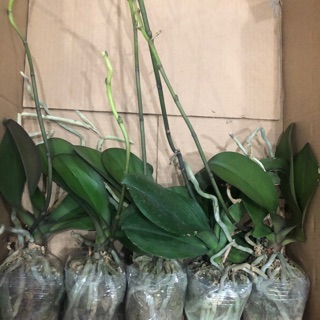 Lan hồ điệp sẵn ngồng