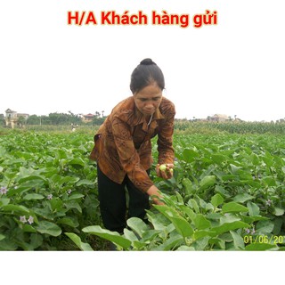 Hạt Giống Cà Pháo F1 - 5gr